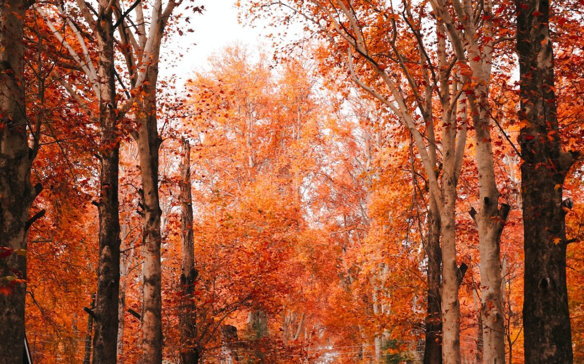 Fall Maintenance - Orange Autumn Leaves